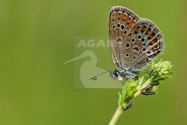 Heideblauwtje / Silver-studded Blue (Plebejus argus) stock-image by Agami/Wil Leurs,