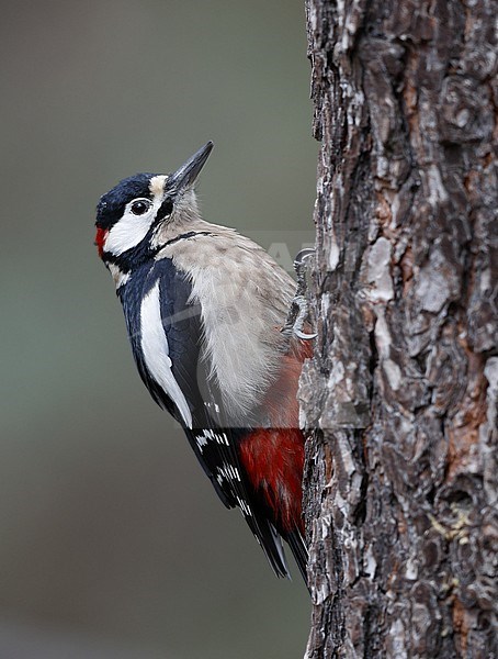 Adult male Great Spotted Woodpecker (Dendrocopus major canariensis) perched on side of a tree at a pine forest at Tenerife, Spain stock-image by Agami/Helge Sorensen,