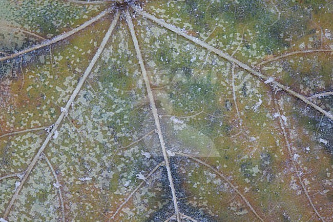 blad, leaf stock-image by Agami/Menno van Duijn,