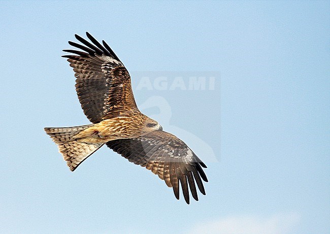 Black-eared Kite (Milvus lineatus) in flight against blue sky in Japan. stock-image by Agami/Pete Morris,