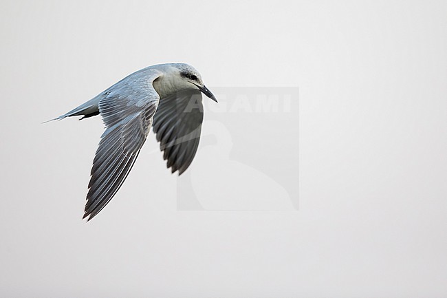 immature gull-billed tern (Gelochelidon nilotica) in winter plumage in flight, found at Lake Hawassa in Ethiopia stock-image by Agami/Mathias Putze,