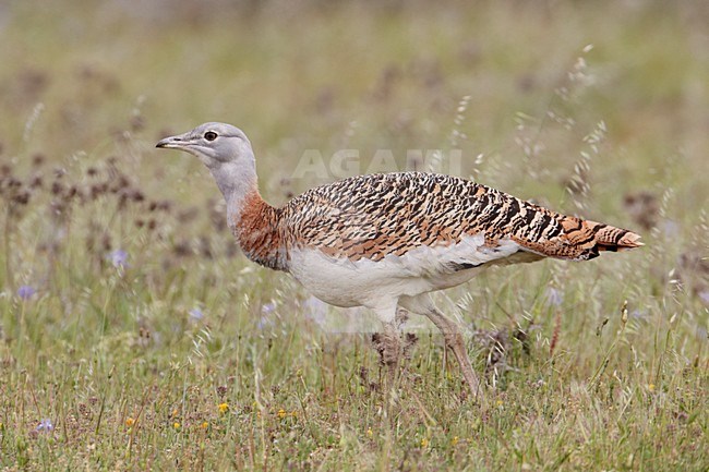 Vrouwtje Grote trap; Female Great Bustard stock-image by Agami/Markus Varesvuo,