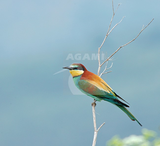 European Bee-eater perched; Bijeneter zittend stock-image by Agami/Marc Guyt,