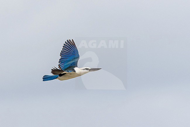 Beach Kingfisher, Todiramphus saurophagus, in the Solomon Islands. stock-image by Agami/Pete Morris,