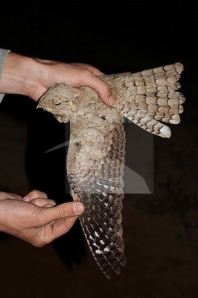Egyptian Nightjar (Caprimulgus aegyptius) caught in a research station near Eilat in Israel. Showing upper wing pattern. stock-image by Agami/Christian Brinkman,