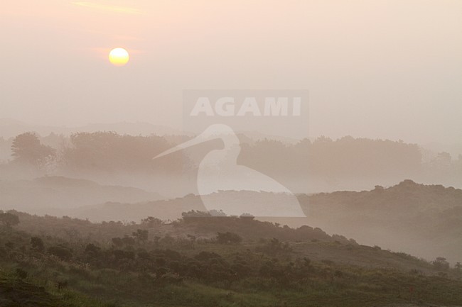 Mist over Berkheide, Fog over Berkheide stock-image by Agami/Menno van Duijn,