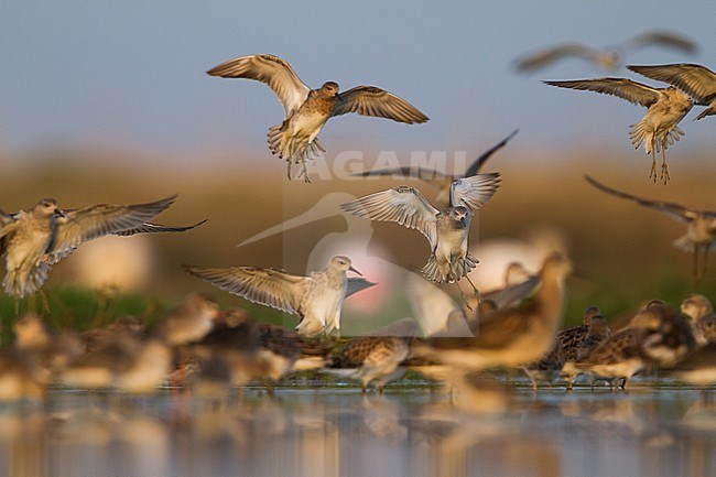 Ruff - Kampfläufer - Philomachus pugnax, Oman, adult stock-image by Agami/Ralph Martin,