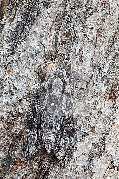 Agrius convolvuli - Convolvulus hawk-moth - Windenschwärmer, Germany (Baden-Württemberg), imago stock-image by Agami/Ralph Martin,