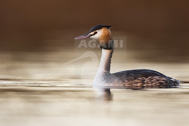 Great Crested Grebe (Podiceps cristatus cristatus) swimming on a lake in Germany. stock-image by Agami/Ralph Martin,