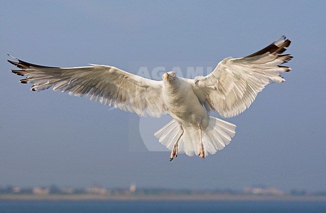 Zilvermeeuw in vlucht, Herring Gull in flight stock-image by Agami/Wil Leurs,