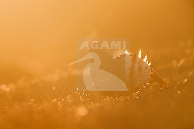 displaying Black Grouse stock-image by Agami/Chris van Rijswijk,