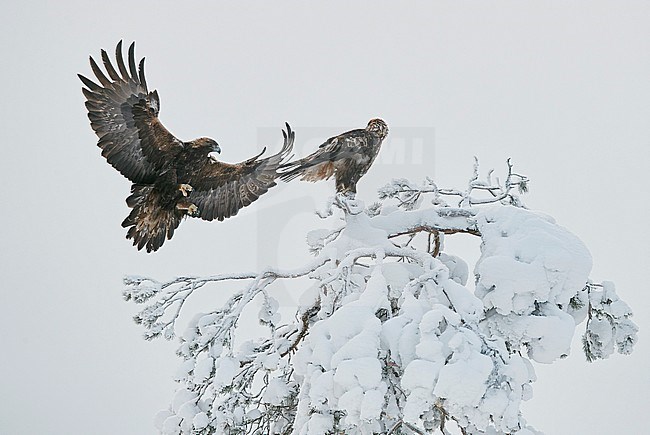 Golden Eagle (Aquila chrysaetus) Kuusamo Finland January 2018. stock-image by Agami/Markus Varesvuo,