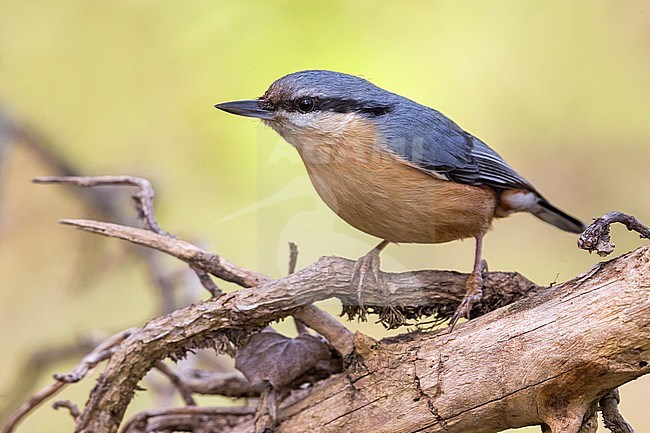 Eurasian Nuthatch (Sitta europaea) perched on a branch with green background stock-image by Agami/Daniele Occhiato,