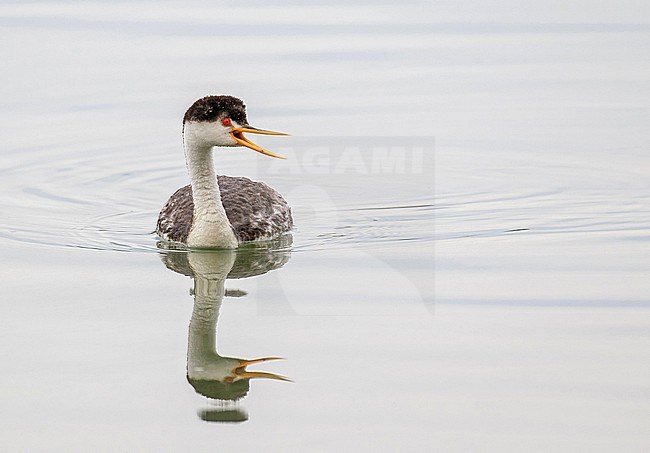 Clark's Grebe (Aechmophorus clarkii) in Mexico. Swimming in a lake during late winter. stock-image by Agami/Pete Morris,