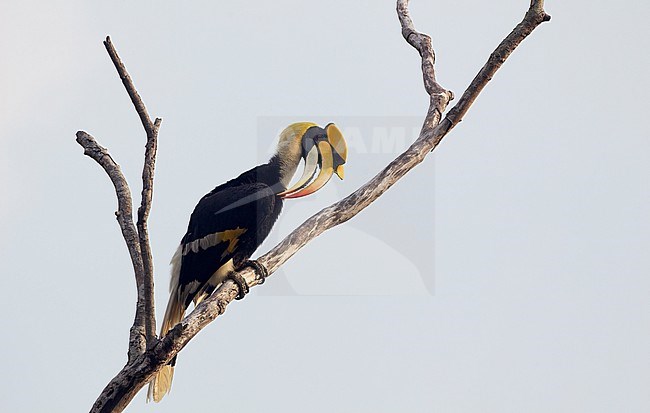 Great Hornbill (Buceros bicornis) adult perched in tree at Khao Yai National Park, Thailand stock-image by Agami/Helge Sorensen,