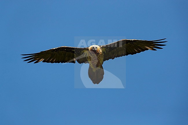 An adult Bearded Vulture (Gypaetus barbatus) in flight from below against blue sky stock-image by Agami/Mathias Putze,