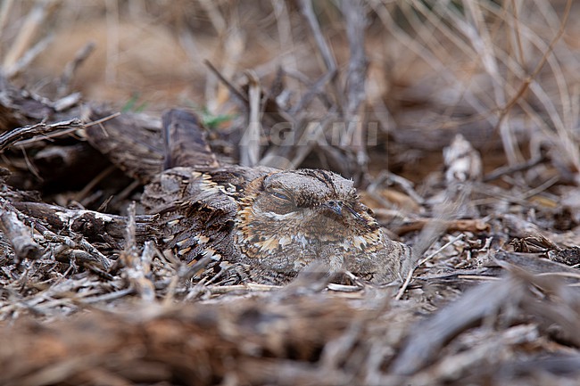 well camouflaged red-necked nightjar (Caprimulgus ruficollis) perching on the ground in an organge orchard in Spain, Andalucia stock-image by Agami/Mathias Putze,