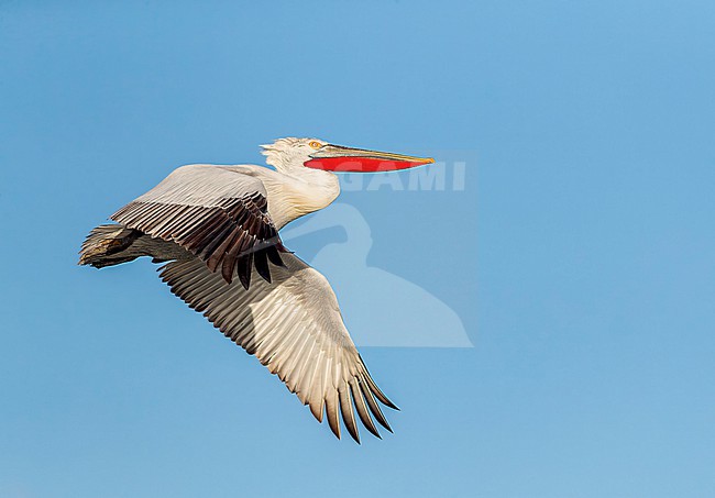 Dalmatian Pelican (Pelecanus crispus) at Lake Kerkini, Greece stock-image by Agami/Marc Guyt,