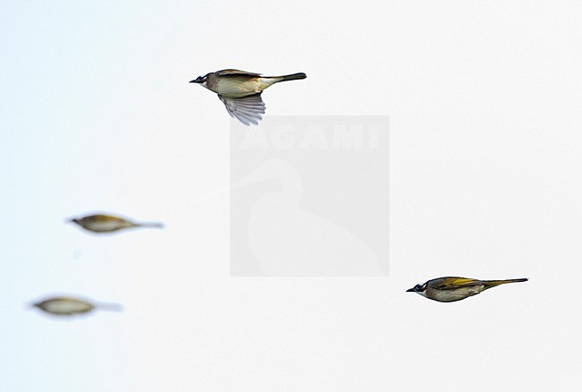 Groepje Chinese Buulbuuls op doortrek over Happy Island; Flock of Chinese Bulbuls (Pycnonotus sinensis) during migration stock-image by Agami/Marc Guyt,