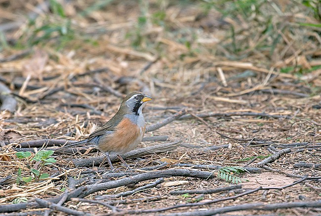 Many-colored Chaco Finch (Saltatricula multicolor) in Paraguay. stock-image by Agami/Pete Morris,