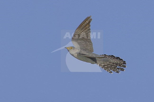Common Cuckoo flying; Koekoek vliegend stock-image by Agami/Daniele Occhiato,