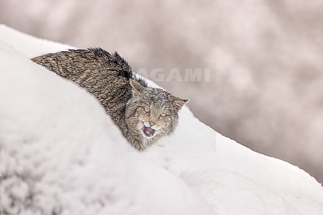A rare sighting of a European wildcat in the snowy Cantabrian Mountains, Spain, near the Picos de Europa. Capturing this elusive predator in its natural habitat is a truly special moment. stock-image by Agami/Onno Wildschut,