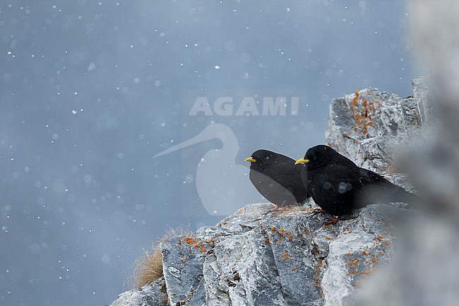 Alpine Chough (Pyrrhocorax graculus) perched on rock in the snow stock-image by Agami/Ralph Martin,