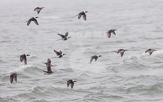 Large flock of Long-tailed Duck (Clangula hyemalis), male and female, winter plumage, in flight. stock-image by Agami/Lennart Verheuvel,