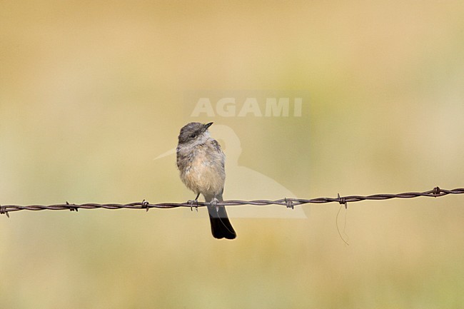 Say-phoebe; Says Phoebe stock-image by Agami/Marc Guyt,