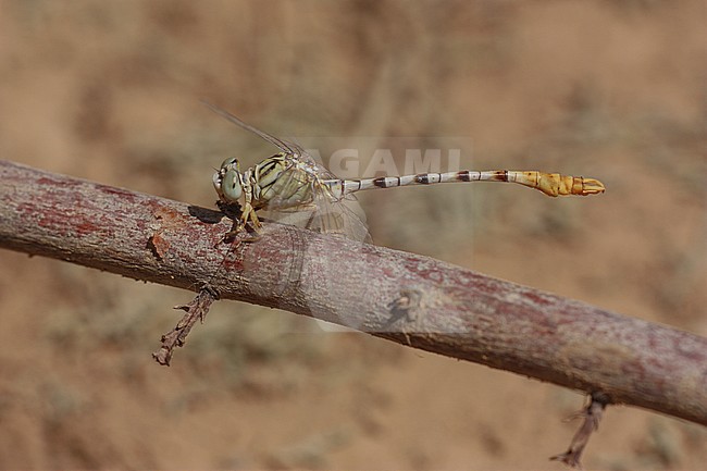 Mannetje Golftanglibel, Male Waved pincertail stock-image by Agami/Paul Schrijvershof,