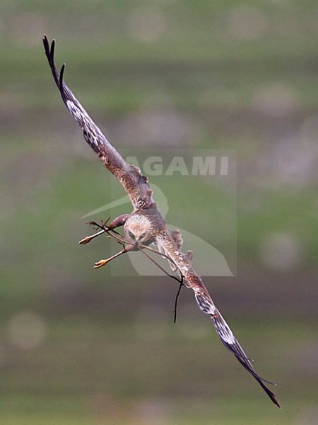 Mannetje Bruine Kiekendief in de vlucht met nestmateriaal; Male Marsh Harrier in flight with nesting material stock-image by Agami/Daniele Occhiato,