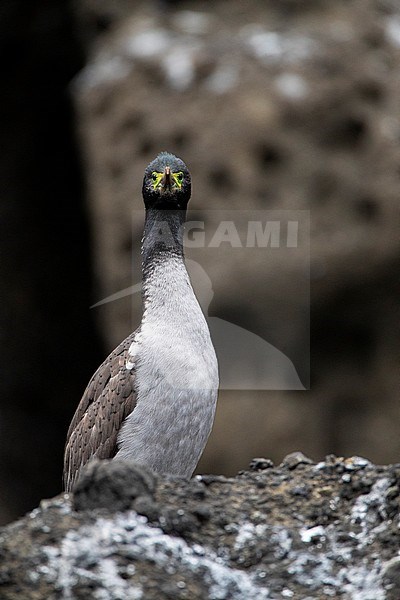Pitt Shag (Phalacrocorax featherstoni), also known as the Pitt Island shag or Featherstone's shag, at the Chatham Islands, New Zealand. Looking directly in the camera. stock-image by Agami/Marc Guyt,