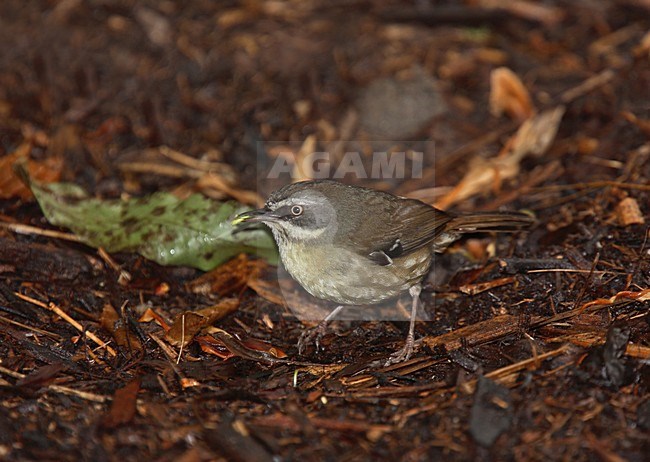 Witbrauwstruiksluiper, White-browed Scrubwren, Sericornis frontalis stock-image by Agami/Andy & Gill Swash ,