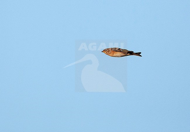 Brambling (Fringilla montifringilla) in the Netherlands. stock-image by Agami/Marc Guyt,