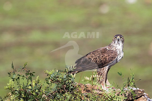 Adult Bonelli's eagle (Aquila fasciata) in Cordoba, Spain. Perched on a rock, against agreen colored rural field as background. stock-image by Agami/Oscar Díez,