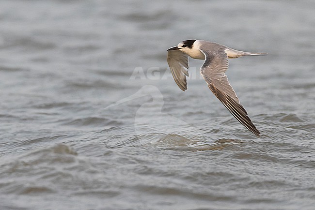 Common Tern (Sterna hirundo) in winter plumage in flight. stock-image by Agami/David Monticelli,