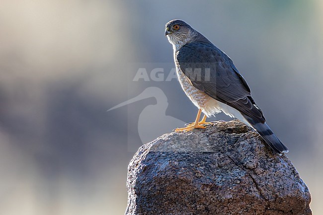 Sharp-shinned Hawk (Accipiter striatus) adult male perched on a rock stock-image by Agami/Dubi Shapiro,