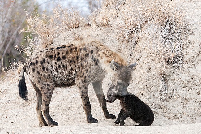Spotted Hyena (Crocuta crocuta) adult picking up young at Kruger National Park in summer stock-image by Agami/Caroline Piek,