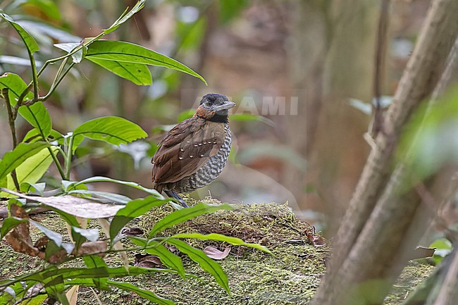 Black-crowned Antpitta, Pittasoma michleri, in Panama. stock-image by Agami/Pete Morris,