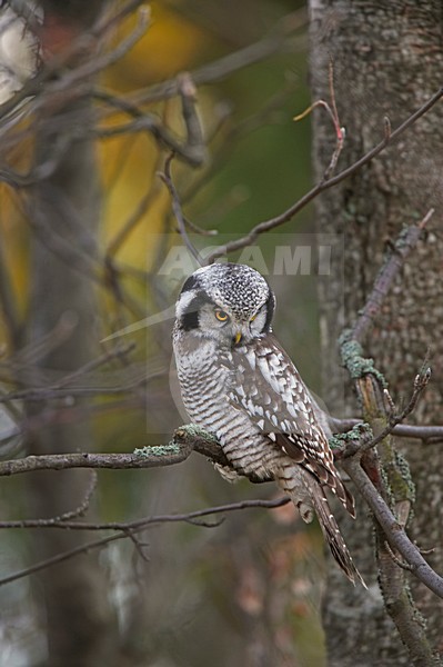 Northern Hawk Owl perched in tree; Sperweruil zittend in boom stock-image by Agami/Markus Varesvuo,