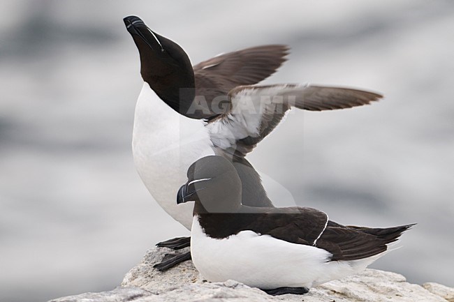 Alk baltsend op rotskust; Razorbill displaying on a cliff stock-image by Agami/Han Bouwmeester,