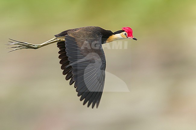 Comb-crested Jacana (irediparra gallinacea) feeding at pond in Papua New Guinea stock-image by Agami/Dubi Shapiro,