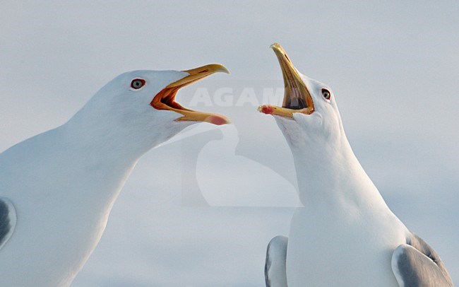Zilvermeeuw; European Herring Gull stock-image by Agami/Markus Varesvuo,