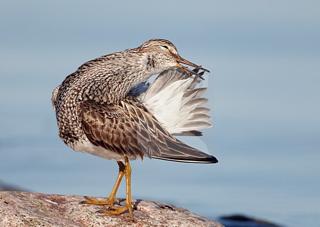 Poetsende Gestreepte strandloper, Pectoral Sandpiper preening stock-image by Agami/Markus Varesvuo,