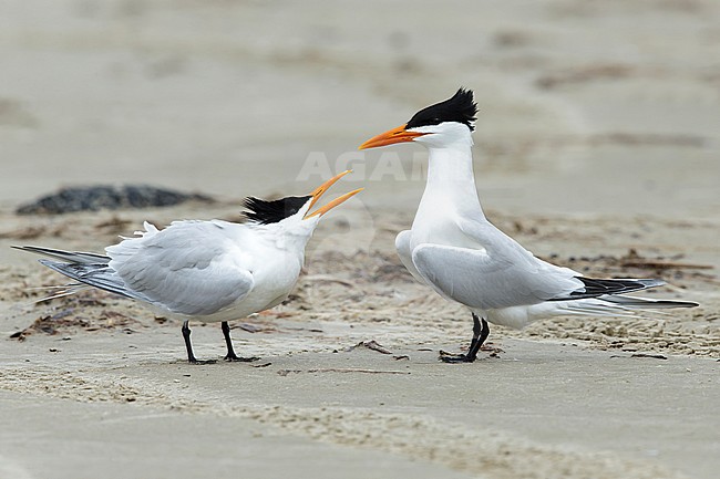 Adult American Royal Terns (Thalasseus maximus) pair standing on a beach in Galveston County, Texas, USA during courtship. stock-image by Agami/Brian E Small,