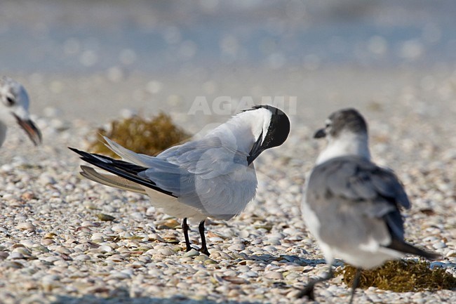 Amerikaanse Grote Stern zomerkleed op schelpen bank Mexico; Cabot's Tern breeding plumage at sand bank Mexico stock-image by Agami/Wil Leurs,