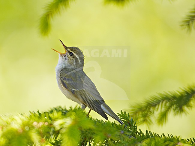 Arctic Warbler singing; Noordse Boszanger zingend stock-image by Agami/Markus Varesvuo,