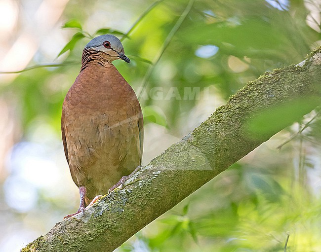() in Costa Rica. stock-image by Agami/Pete Morris,
