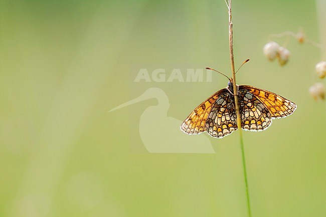 Nickerl's Fritillary, Melitaea aurelia stock-image by Agami/Wil Leurs,