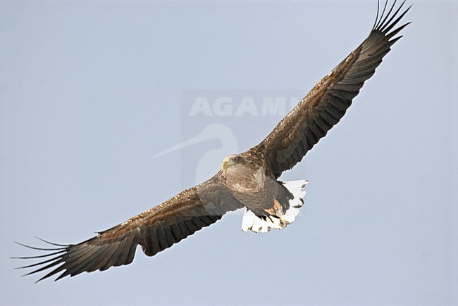 White-tailed Eagle flying; Zeearend vliegend stock-image by Agami/Roy de Haas,